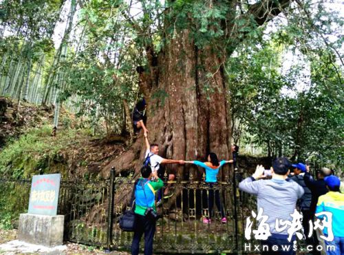 圖：福建將樂(lè)發(fā)現(xiàn)全球最大野生紅豆杉，七位成年人方能環(huán)抱。