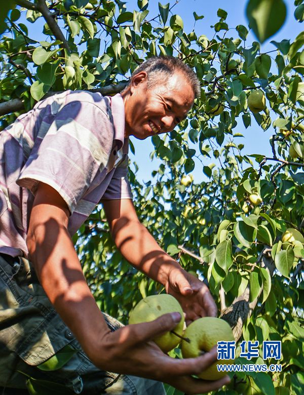 河南孟津:聞香識(shí)“貢梨”