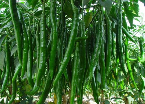 腦白金都弱爆了，多吃這15種天然食物才最補(bǔ)腦！