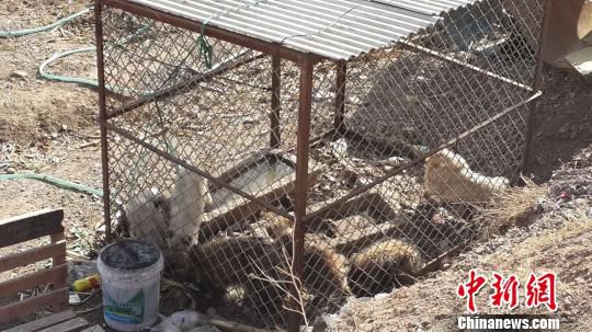 圖為北京懷柔湯河口村村民自行抓回的部分放生動(dòng)物。吳合琴 攝