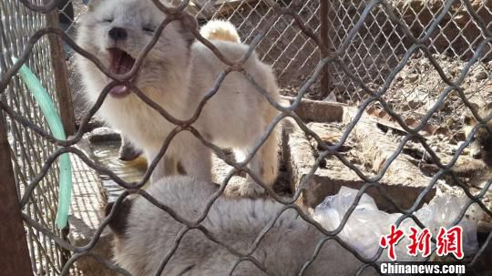 圖為北京懷柔湯河口村村民自行抓回的部分放生動(dòng)物。吳合琴 攝